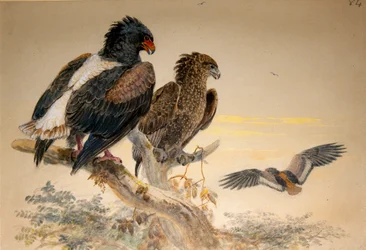 Bataleur Eagle